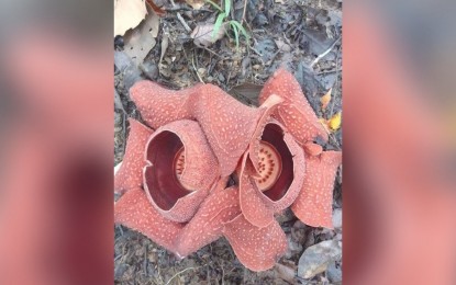 rafflesia, <b> Two rafflesias in Antique bloomed at the same time  </b>